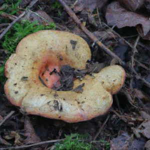 Grzyb Mleczaj Jodłowy Lactarius Salmonicolor Przewodnik grzybiarza