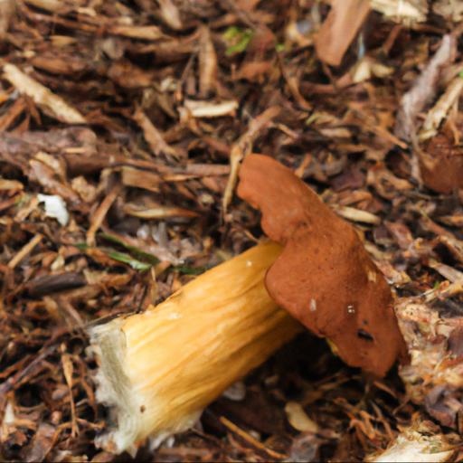 Najpopularniejsze jadalne grzyby w polsce i ich charakterystyka