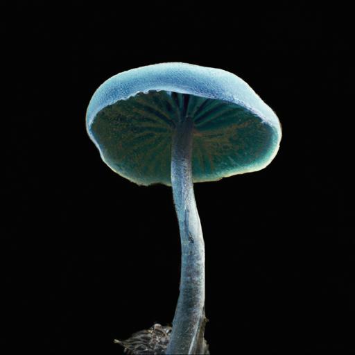 Najpopularniejsze gatunki grzybów świecących w ciemności